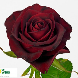 Rosa Gr Gladiator (Роза Гр Гладиатор) В40