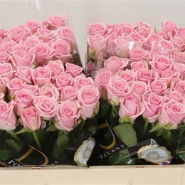 Rosa Gr Heaven (Роза Гр Хевен) В70