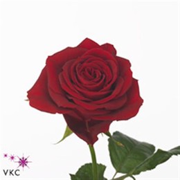 Rosa Gr Furiosa (Роза Гр Фурьоса) В70