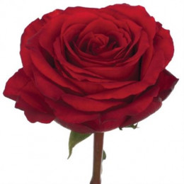 Rosa Gr Hot Blood (Роза Гр Хот Блад) В70