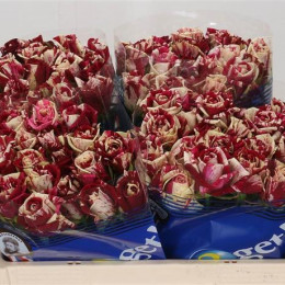Rosa Gr Harlekijn (Роза Гр Хардиквин) В60