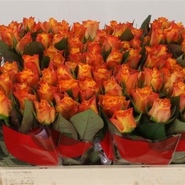 Rosa Gr Marie-claire! (Роза гр Мари-Клэр!) В80