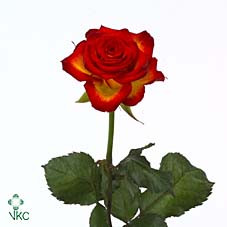 Rosa Gr High Society (Роза Гр Хай Сосайти) В40