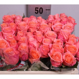 Rosa gr lady margareth (Роза гр Леди Маргарет) В70