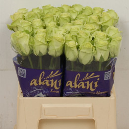 Rosa Gr Green Gene (Роза Гр Грин Ген) В60