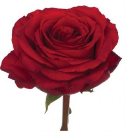 Rosa Gr Hot Blood (Роза Гр Хот Блад) В40