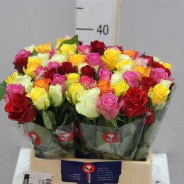 Rosa Gr Gemengd In Bos (Роза Гр Геменд ин Бос) В50