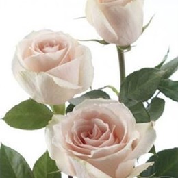 Rosa Gr High & Bridal (Роза Гр Хай & Бридал) В60