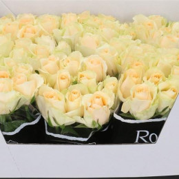Rosa Gr Magic Avalanche (Роза Гр Мэджик Аваланж) В60