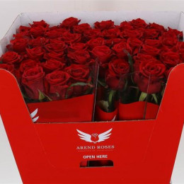 Rosa Gr Red Eagle (Роза Гр Ред Эгл) В70