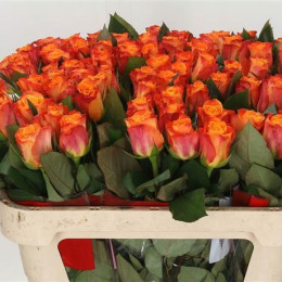 Rosa Gr Mariyo! (Роза Гр Марио!) В40