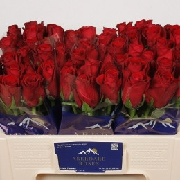 Rosa Gr Monte Carlo (Роза Гр Монте Карло) В70