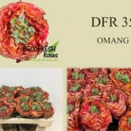 Rosa gr new sample nr 18 (Роза гр нью семпл нр 18) В40