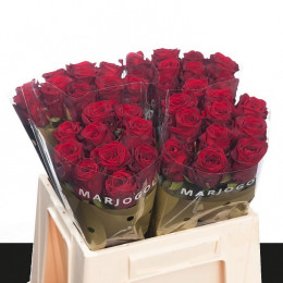 Rosa Gr Red Naomi! Porta Unica (Роза Гр Ред Наоми! Порта Уника) В60