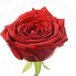 Rosa Gr Red Naomi! Porta Magma (Роза Гр Ред Наоми! Порта Магма) В70