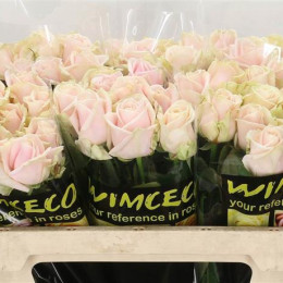 Rosa Gr Sweet Avalanche (Роза Гр Свит Аваланш) В80