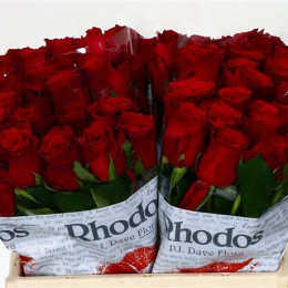Rosa Gr Rhodos (Роза Гр Родос) В50