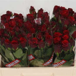 Rosa Gr Upper Class Tima (Роза Гр Аппер Класс Тима) В60