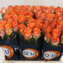 Rosa Gr Twilight (Роза Гр Твилайт) В50