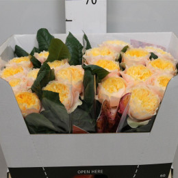 Rosa gr vuvuzela Yellow (Роза гр Вувузела Еллоу) В30