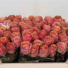 Rosa Gr Wild Look (Роза Гр Вайлд Лук) В60