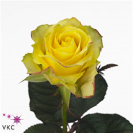 Rosa Gr Wildfire (Роза Гр Вайлдфаер) В40