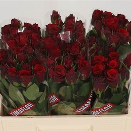 Rosa Gr Upper Class Tima (Роза Гр Аппер Класс Тима) В50