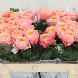 Rosa gr vuvuzela (Роза гр Вувузела) В40