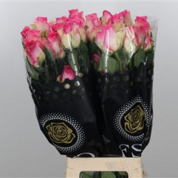 Rosa Gr Malibu (Роза Гр Малибу) В50