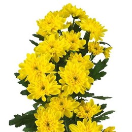 Chrys. tr. Zembla Sunny (Хриз. куст. Зембла Санни) В70