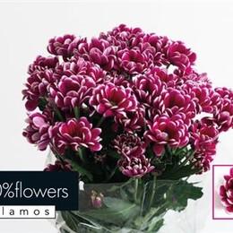 Chrys. tr. Alamos (Хриз. куст. Аламос) В70
