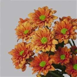 Chrys. tr. Marcato (Хриз. куст. Маркато)В70