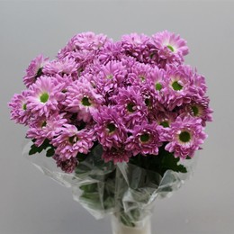 Chrys. tr. Prada Sweet (Хриз. куст. Прада Свит) В70