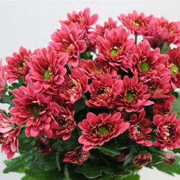 Chrys. tr. Prada Coral (Хриз. куст. Прада Корал) В70