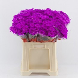 Chrys tr Baltica Cerise (Хриз куст Балтика Церайс) В70