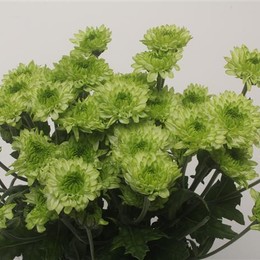 Chrys tr Avocado (Хриз куст. Авокадо) В70