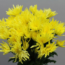 Chrys. tr. Anastasia Yellow (Хриз. куст. Анастасия Еллоу) В70