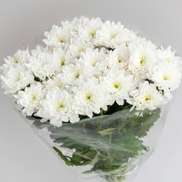 Chrys. tr altaj (Хриз куст Алтай) В70