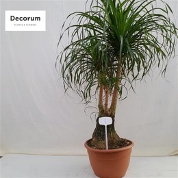Бокарнеа Разветвлялась Под Номером 01 ( Beaucarnea Branched Op Nummer 01 ) W 40 см H 160 см