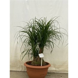 Бокарнеа Разветвлялась Под Номером 108 ( Beaucarnea Branched Op Nummer 108 ) W 55 см H 125 см