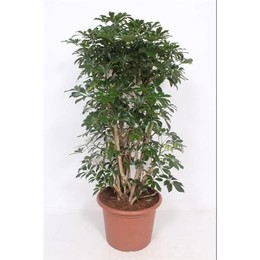 Компакта Шеффлера ( Schefflera 'compacta' ) W 45 см H 160 см