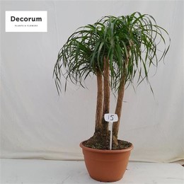 Бокарнеа Разветвлялась Под Номером 15 ( Beaucarnea Branched Op Nummer 15 ) W 40 см H 135 см
