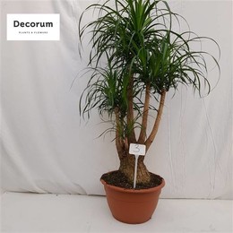 Бокарнеа Разветвлялась Под Номером 03 ( Beaucarnea Branched Op Nummer 03 ) W 40 см H 135 см