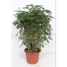 Компакта Шеффлера ( Schefflera Compacta ) W 50 см H 170 см