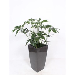 Филодендрон Зеленое Чудо в горшке для пиццы "антрацит" ( Philodendron Green Wonder In Piza Pot "antr