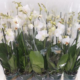 Фаленопсис Контрастный 3 голоса ( Phalaenopsis Contrast 3 stem ) W 12 см H 50 см