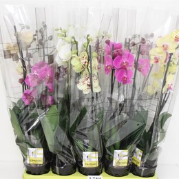 Фаленопсис смешанный 6 Цветов 2 стебля ( Phalaenopsis Mixed 6 Colour 2 stem ) W 12 см H 60 см