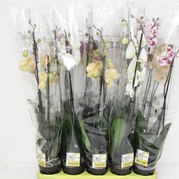Фаленопсис смешанный 6 Цветов 2 стебля ( Phalaenopsis Mixed 6 Colour 2 stem ) W 12 см H 70 см
