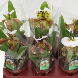 Paphiopedilum America Гибридный Смешанный ( Paphiopedilum Amerika Hyb Mixed ) W 12 см H 25 см