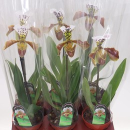 Paphiopedilum America Гибридный Смешанный ( Paphiopedilum Amerika Hyb Mixed ) W 12 см H 45 см